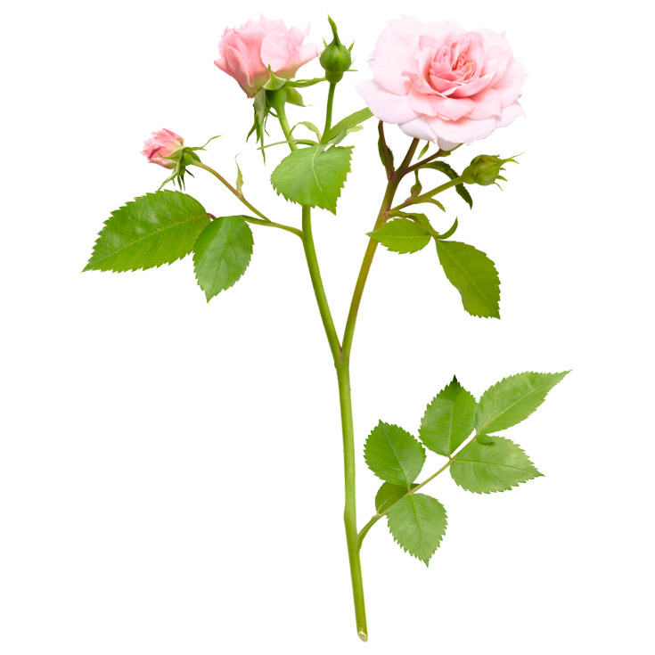 CREMA ANTIARRUGAS NUTRICIÓN DÍA 